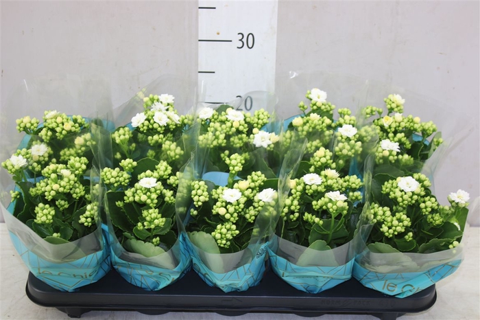 <h4>Kalanchoe Rosalina Wit</h4>
