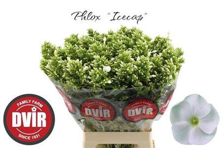 <h4>Phlox P Icecap</h4>