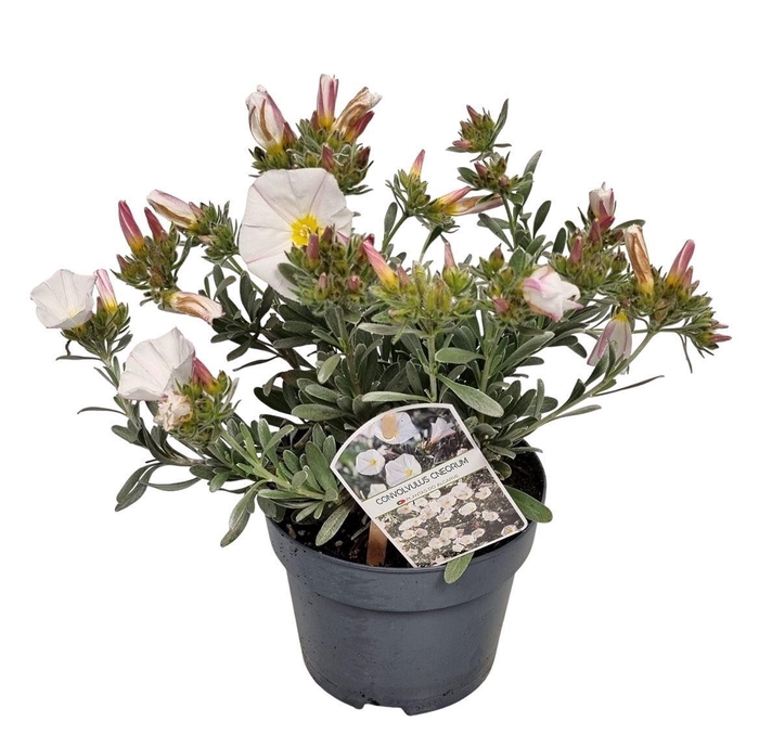 <h4>CONVO CNEORUM</h4>