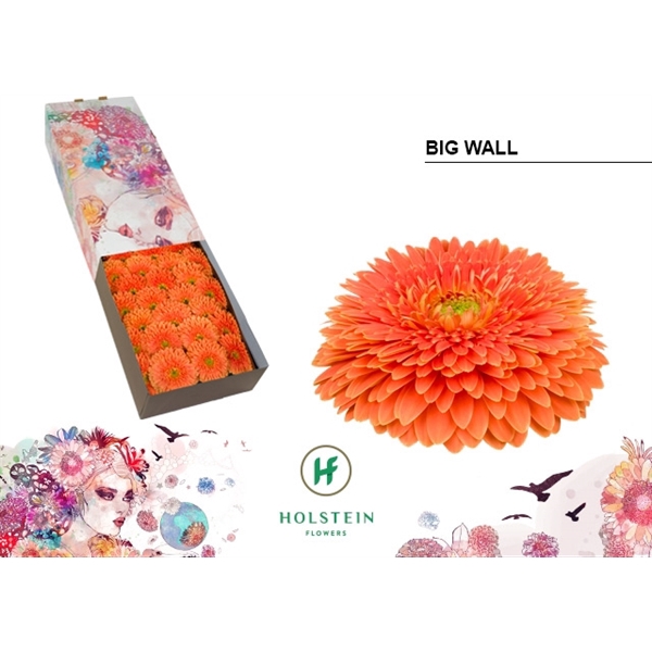<h4>Ge Gb Gerp Big Wall - Holstein</h4>