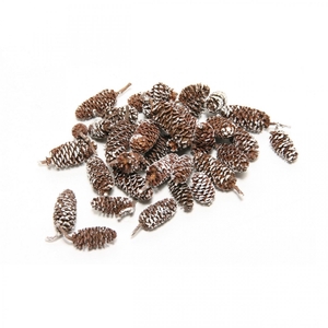 Pine cone Birch pine 300g