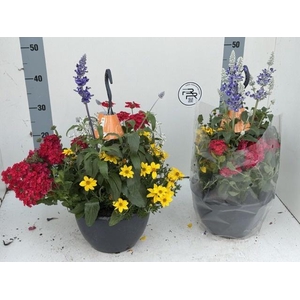 PERKPL GEM IN POT