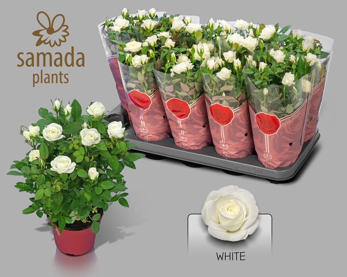 <h4>RO ALASKA STAR</h4>