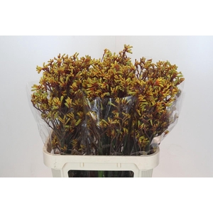 Anigozanthos Bush Pioneer