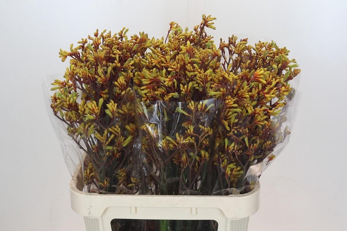 <h4>Kangaroo Paw Bush Pioneer</h4>
