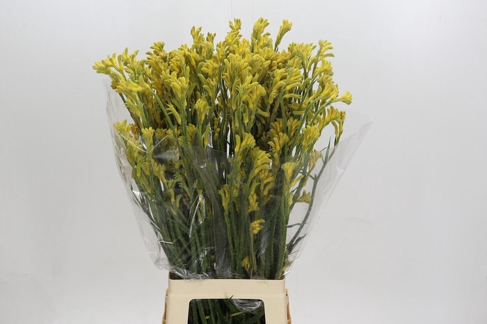 <h4>Anigozanthos Bush Gold</h4>