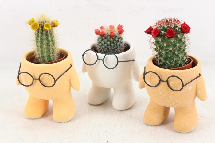 <h4>arr3 UB - Ker. xavier glasses x12</h4>