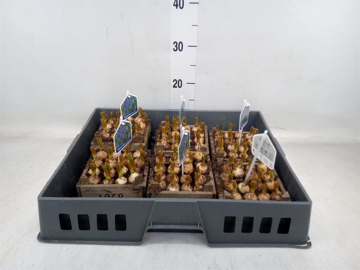 <h4>Arr.  Muscari L%</h4>