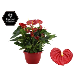 Anthurium 25 cm Diamond Red in Marly plastic scale
