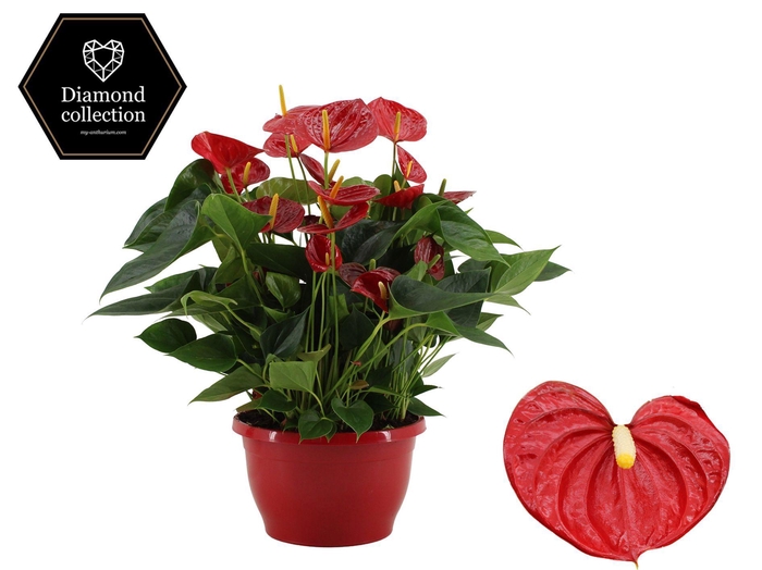 <h4>Anthurium 25 cm Diamond Red in Marly plastic scale</h4>