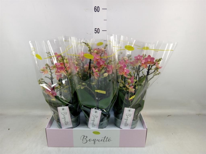 <h4>Phalaenopsis multi. ...orange</h4>