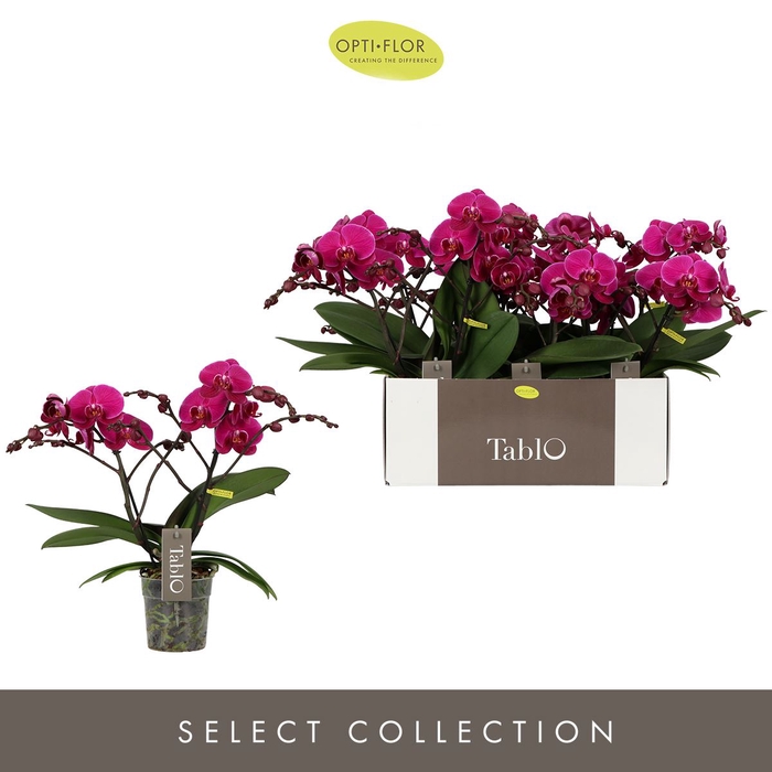 <h4>Phalaenopsis   ...lilac</h4>
