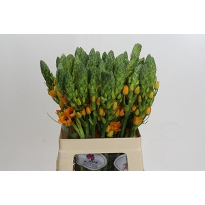 Ornithogalum dubium Magic Star