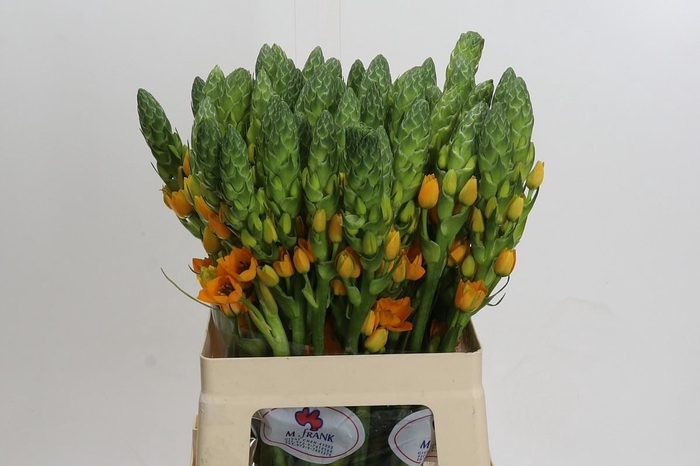 <h4>Ornithogalum dubium Magic Star</h4>