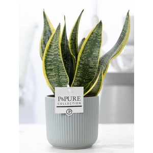 Sansevieria Trif. 