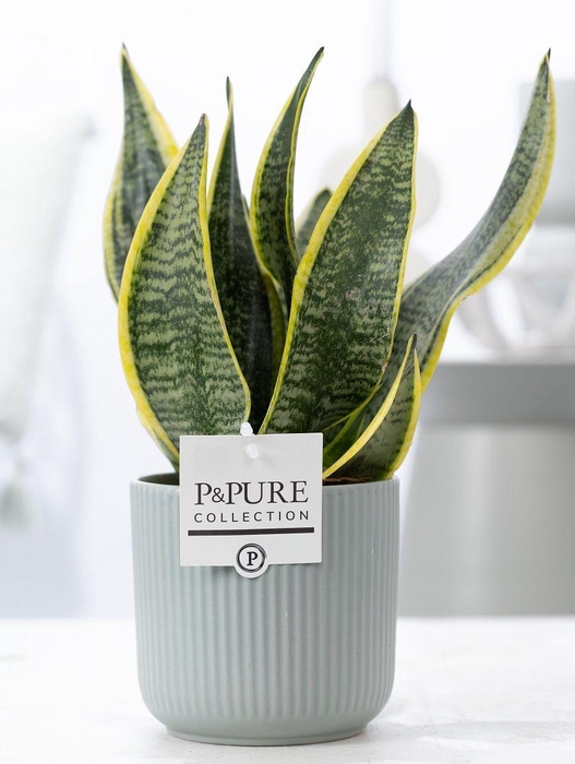 <h4>Sansevieria Trif. "Futura Superba" in P&PURE Sophie cer. green</h4>