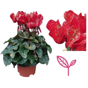 Cyclamen SPARKLE RED