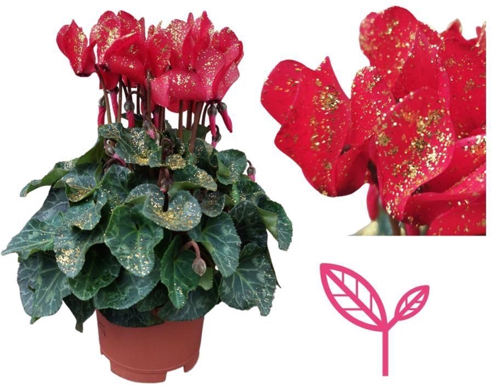 <h4>Cyclamen SPARKLE RED</h4>