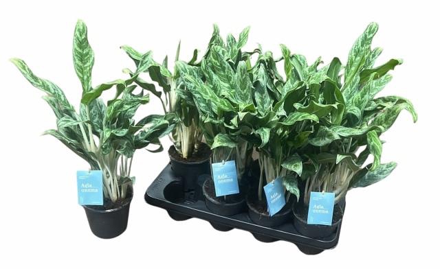 <h4>AGLAO GREYHOUND</h4>