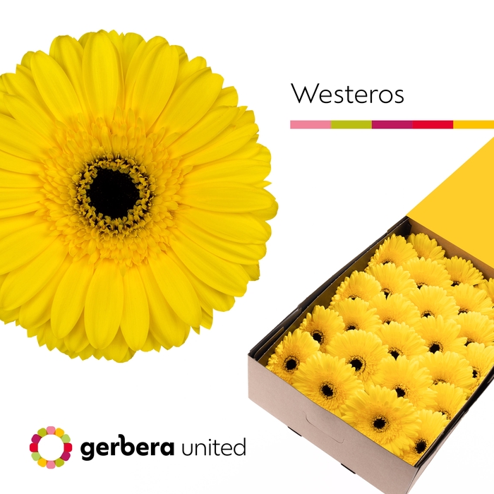 <h4>Gerbera Westeros Doos</h4>