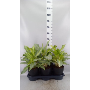 Aglaonema KB   ...