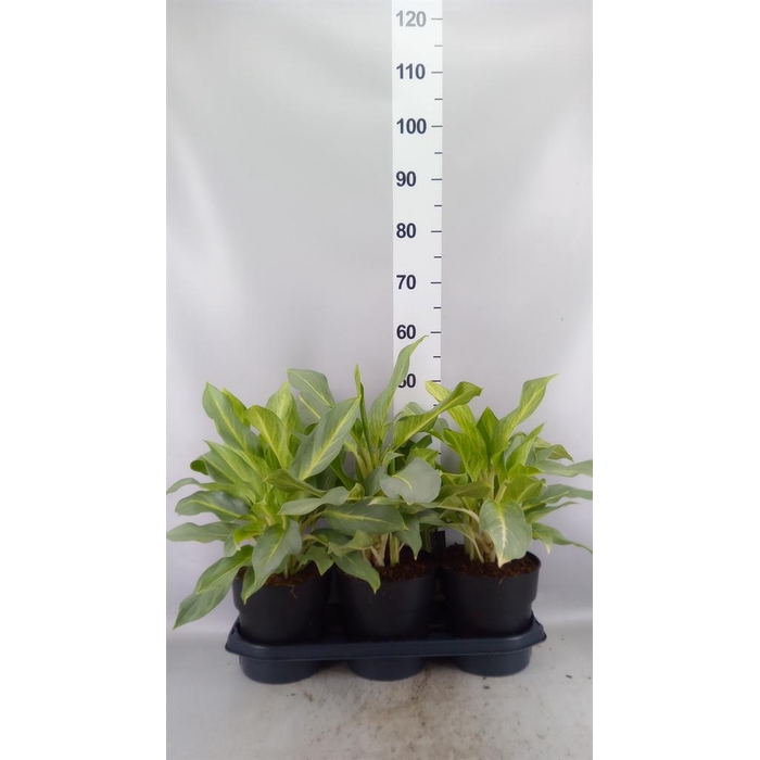 <h4>Aglaonema KB ...</h4>