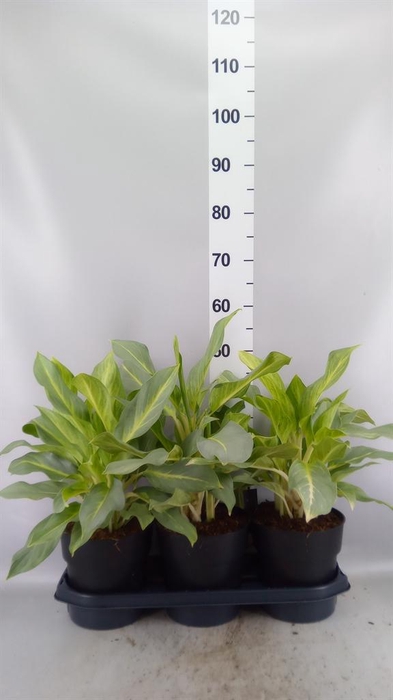 <h4>Aglaonema KB   ...</h4>