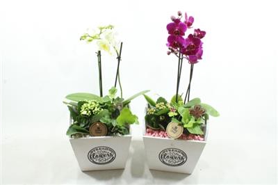 <h4>6111 HOUT VK PHAL FLOWERS</h4>