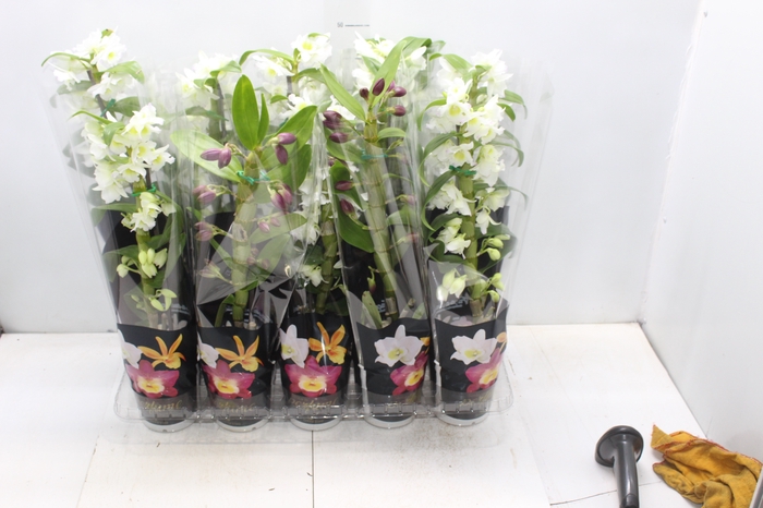 <h4>DENDROBIUM P12 PREMIUM</h4>
