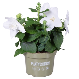 Platycodon White