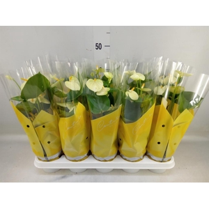 Anthurium andr. 'Vanilla'