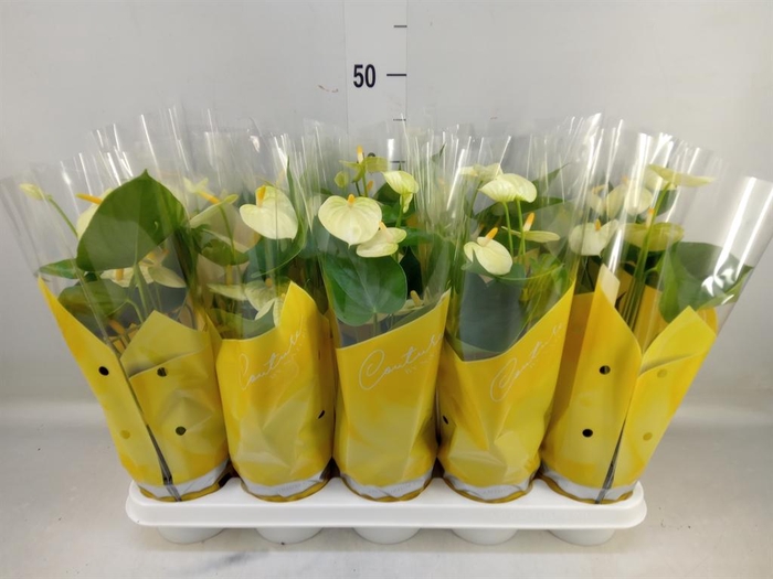 <h4>Anthurium andr. 'Vanilla'</h4>