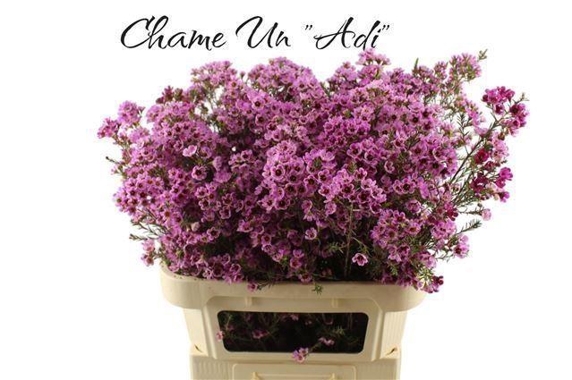 <h4>CHAMELAUCIUM  'ADI'</h4>