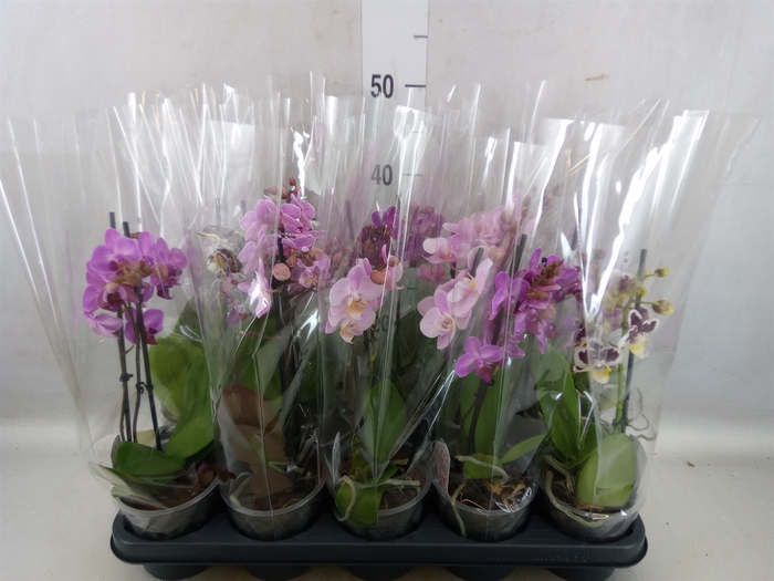 <h4>Phalaenopsis multi.   ...mix  4</h4>