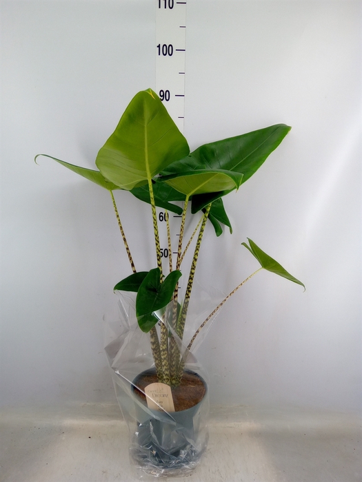 <h4>Alocasia zebrina</h4>