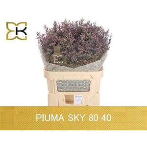 Lim Safora Pink Sky