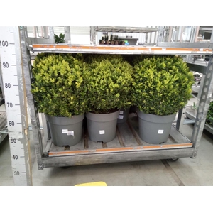 Buxus semp.   ...