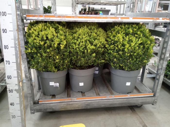 <h4>Buxus semp. ...</h4>