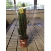 Euphorbia overig