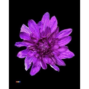 Chr T Euro Violet