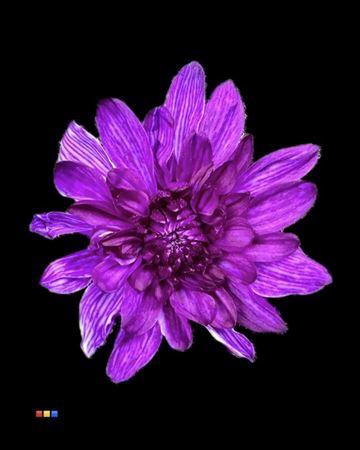 <h4>Chr T Euro Violet</h4>