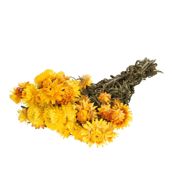 <h4>Droogbloem Helichrysum 45cm 100g</h4>