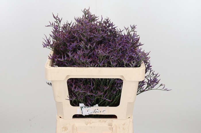 <h4>Lim Saf Dark Blue</h4>