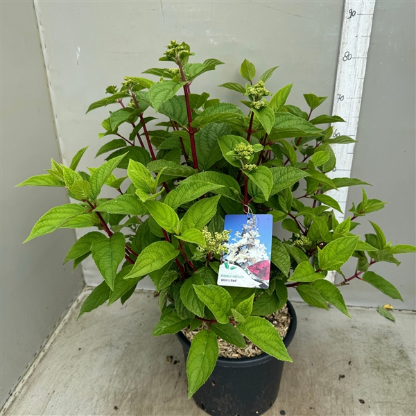 <h4>Hydrangea paniculata Wim’s Red 12 ltr</h4>