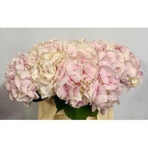 Hydr Macrophylla Light Pink