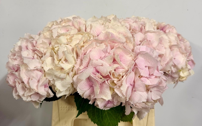 <h4>Hydr Macrophylla Light Pink</h4>