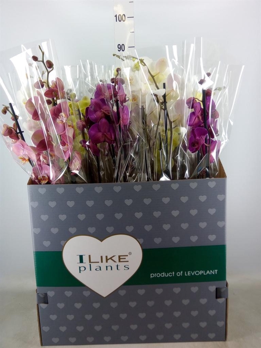 <h4>Phalaenopsis ...mix</h4>