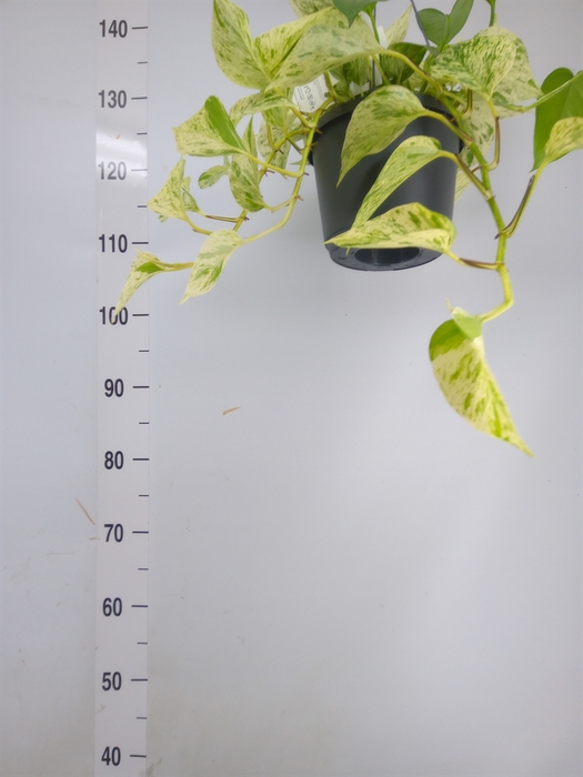 <h4>Epipremnum pinn. 'Marble Queen'  HG</h4>