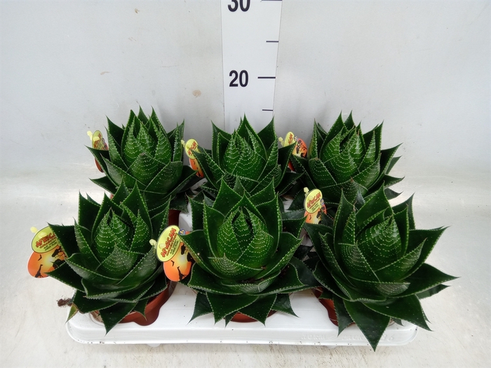 <h4>Aloe aristata 'Cosmo'</h4>