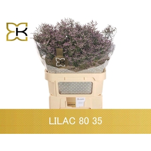 LIM SAF LILAC
